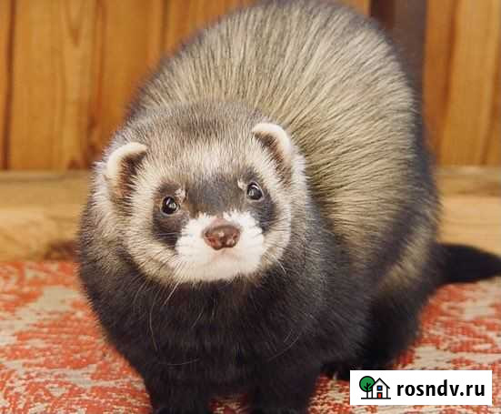 Хорек Ухта - изображение 1