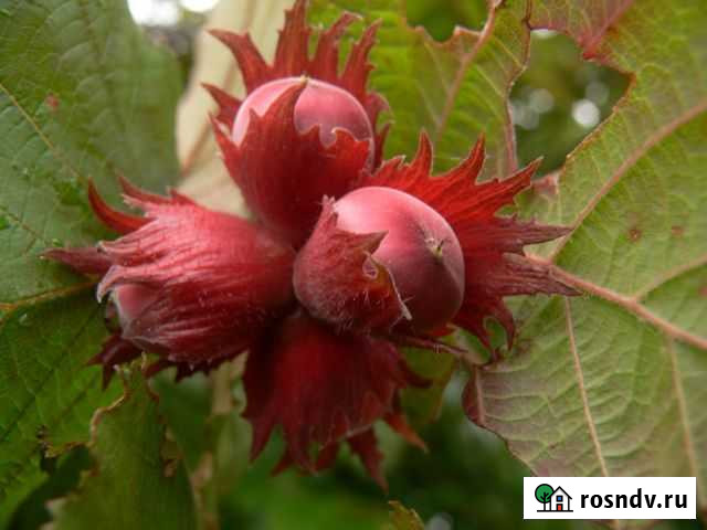 Элитные саженцы Кемерово - изображение 1