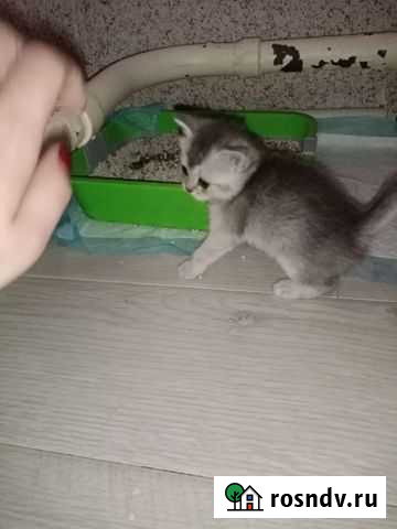 Продаю котят Киров - изображение 1