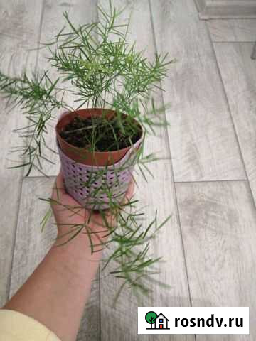 Аспарагус Новочеркасск - изображение 1