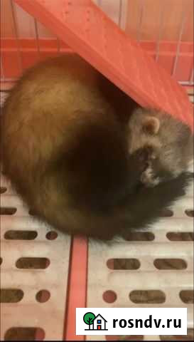 Хорек Москва - изображение 1