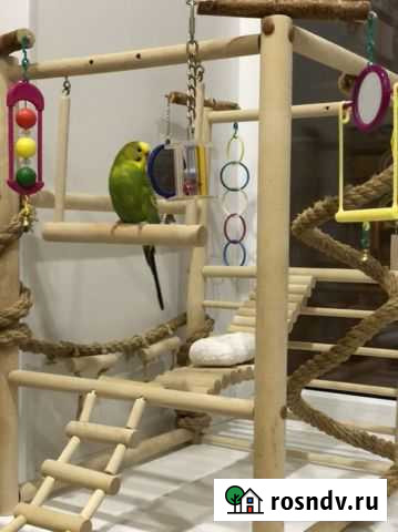 Волнистый попугайчик самка попугай Березники - изображение 1