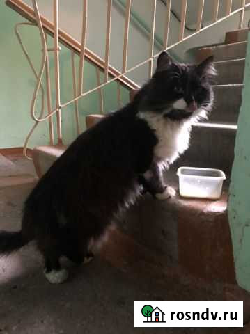 Кот Уфа - изображение 1