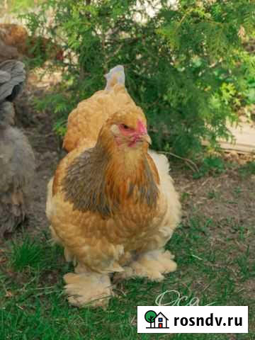 Куры Брама, цыплята, инкубационное яйцо Нижний Новгород - изображение 1