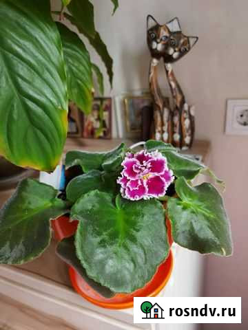 Фиалка (детка) Новоалтайск - изображение 1