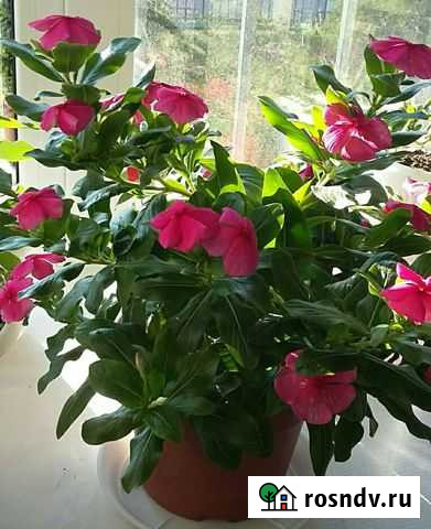 Катарантус Лениногорск - изображение 1