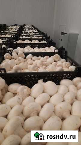 Грибная ферма Кропоткин - изображение 1