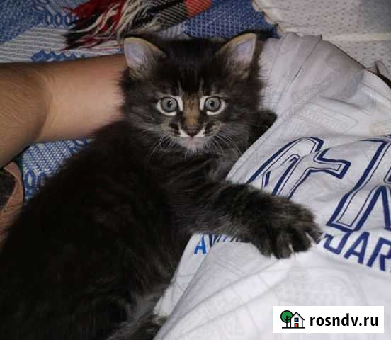 Котята Майкоп - изображение 1