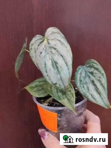 Филодендрон Brandtianum (брандтианум) Горячий Ключ - изображение 1