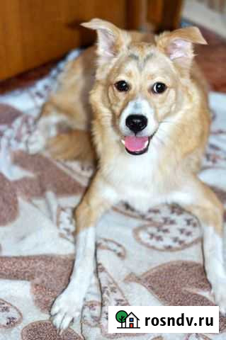 Сонечка Воронеж - изображение 1