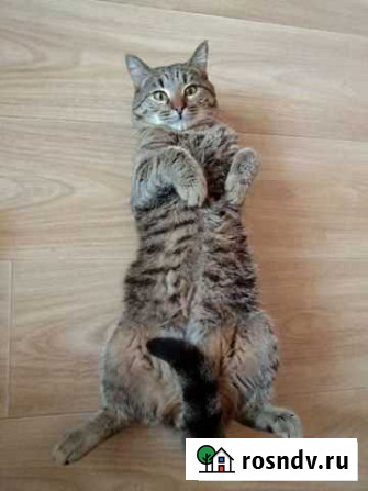 Кот Тольятти - изображение 1