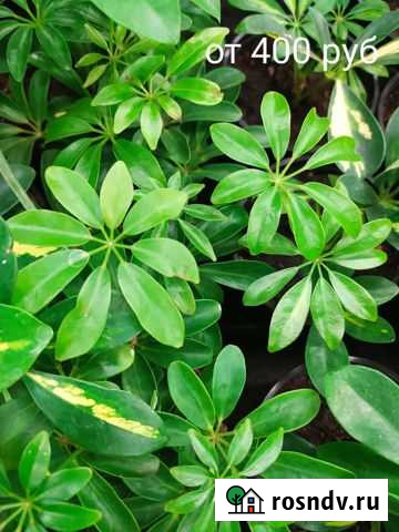 Шеффлера Арзамас - изображение 1