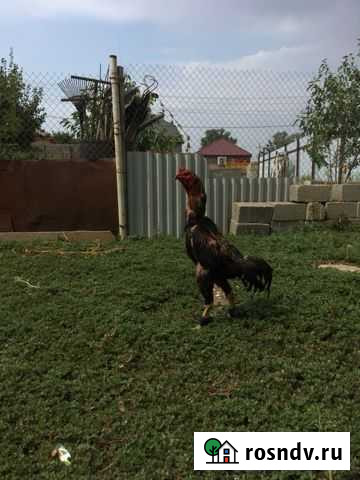 Птица Шамхал - изображение 1