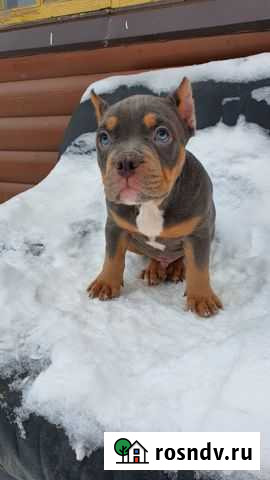 Американский булли покет Шишкин Лес - изображение 1