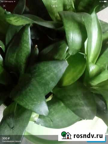 Комнатное растение Калуга - изображение 1