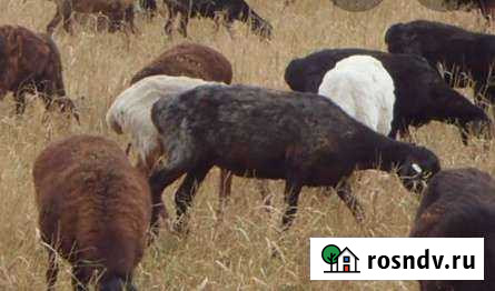 Баран Набережные Челны - изображение 1