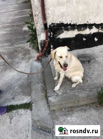 Собака в добрые руки Зеленоградск - изображение 1