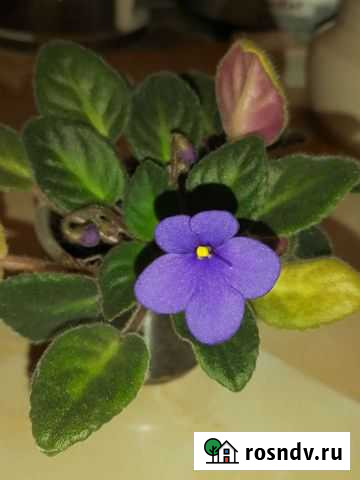 Комнатные цветы Зима - изображение 1