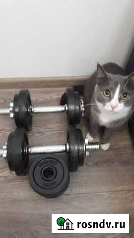 Гантели Мурино - изображение 1