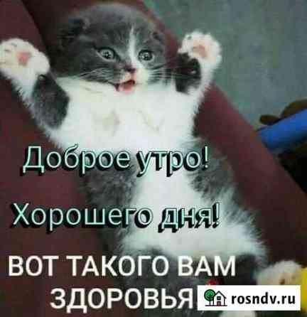 Возьму Котёнка Елец