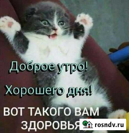 Возьму Котёнка Елец - изображение 1