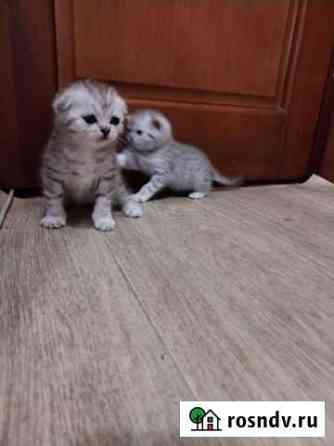 Шотландские клубные котята Курск