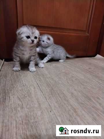 Шотландские клубные котята Курск - изображение 1