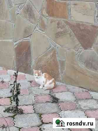 Котята в добрые руки Курск