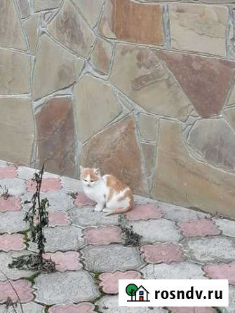 Котята в добрые руки Курск - изображение 1