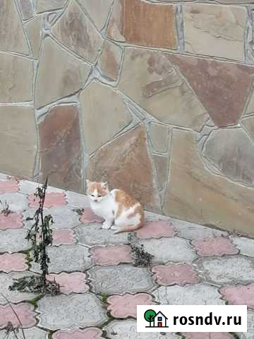 Котята в добрые руки Курск - изображение 1