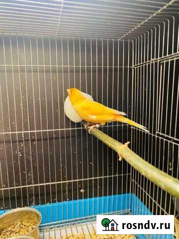 Кенар Пушкино - изображение 1