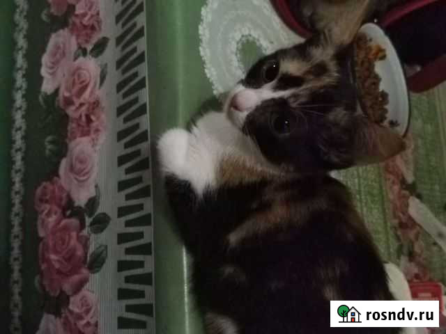 Котёнок Разумное - изображение 1