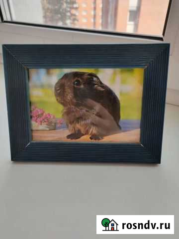 Рамка для фотографий Бердск - изображение 1
