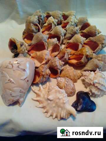 Ракушки для аквариума Калуга - изображение 1