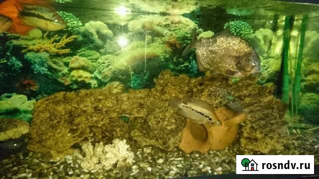 Аквариум 600 литров, + тумба + оборудование + рыбы Егорьевск - изображение 1