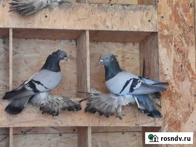 Голуби головатые разные высокого качества Краснодар - изображение 1
