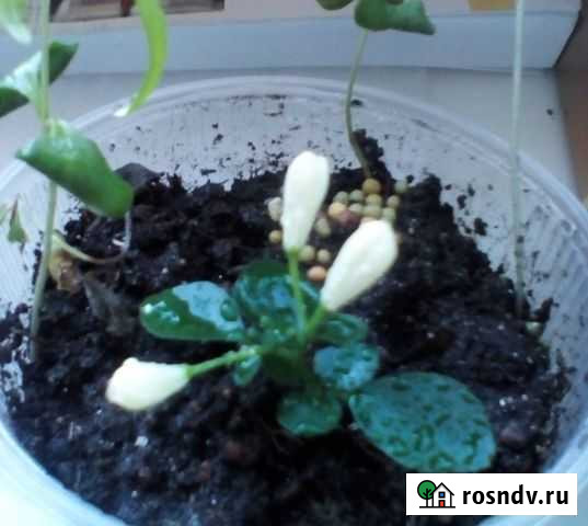 Муррайя метельчатая Искитим - изображение 1