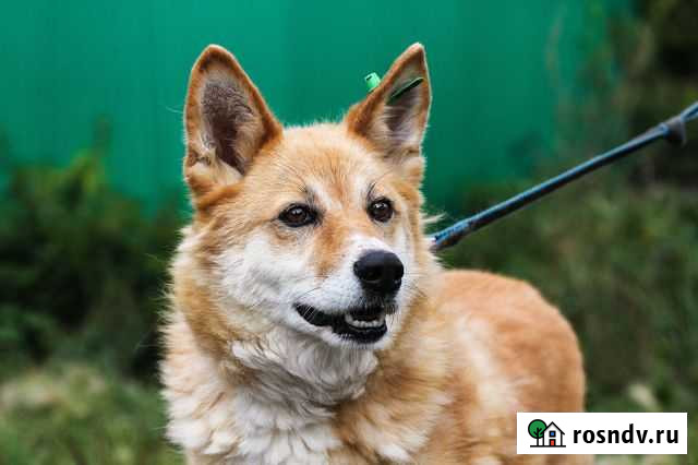 Лисичка Тюмень - изображение 1