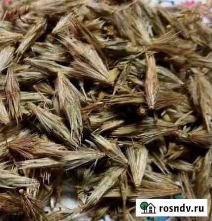 Мордовник медонос Советский