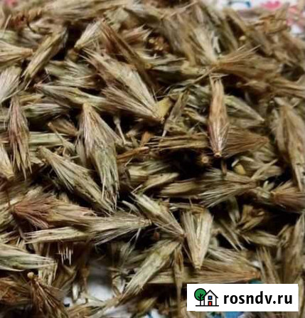 Мордовник медонос Советский - изображение 1