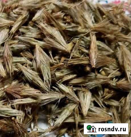 Мордовник медонос Советский - изображение 1