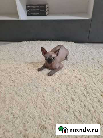 Канадский сфинкс Видное - изображение 1