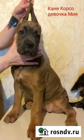 Девочки Кане Корсо Тюмень - изображение 1