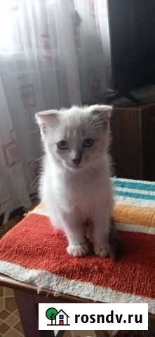 Котята в любящие руки Старожилово - изображение 1