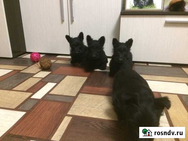 Щенки скотч-терьера чёрного окраса Каменск-Уральский - изображение 1