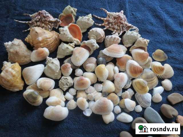 Ракушки Ступино - изображение 1