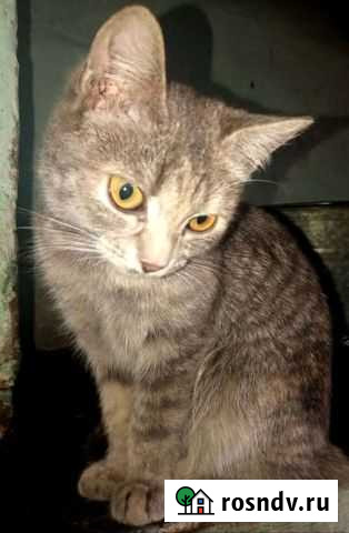 Котята в добрые руки Промышленная - изображение 1