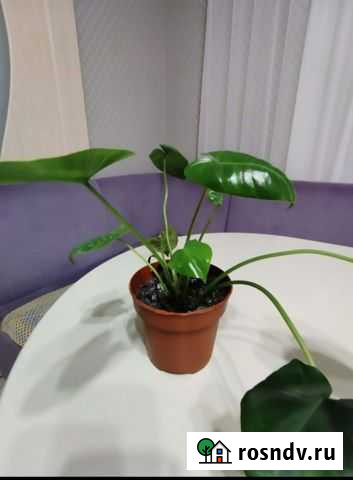 Филолендрон Бурлик Шадринск - изображение 1