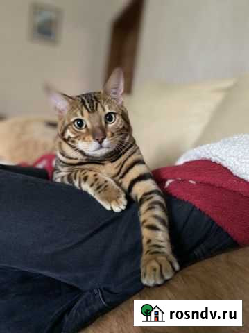 Бенгальский кот вязка Ахтанизовская - изображение 1