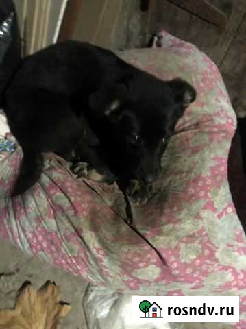 Щенок в добрые руки Курск - изображение 1